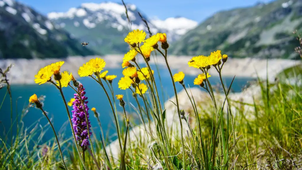 What bugs to watch out for in crater lake?