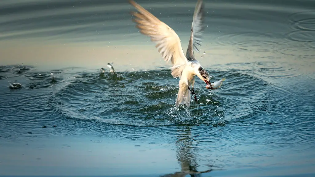 What fish are caught in lake michigan?