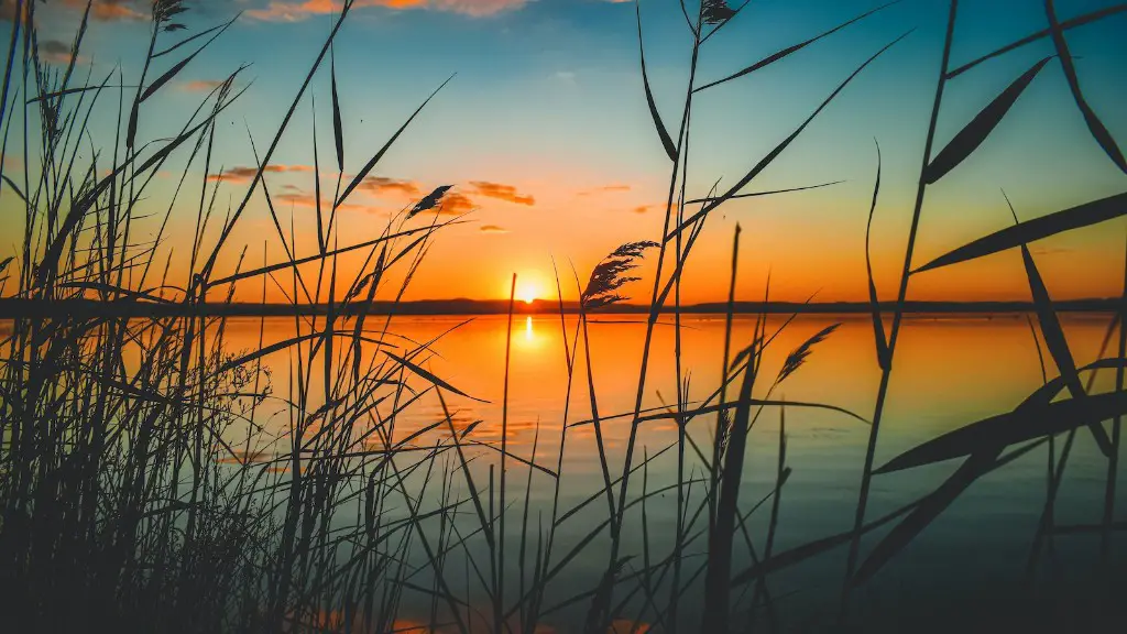 What is lake michigan whitefish?