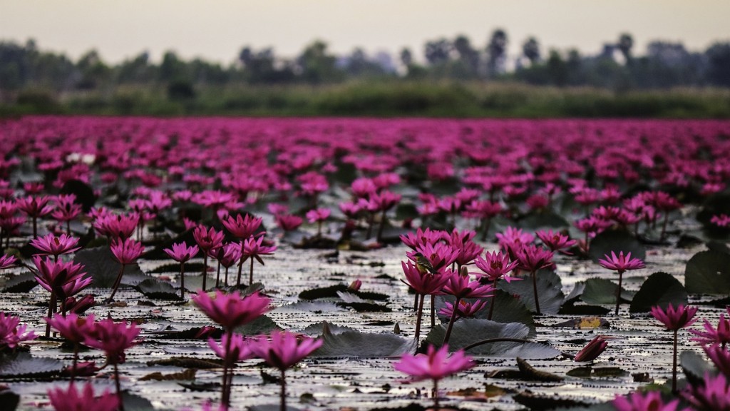 How Does Common Couch Grass Survive In Lake Victoria