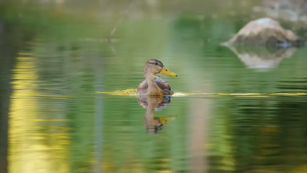 What lake does the loch ness live in?